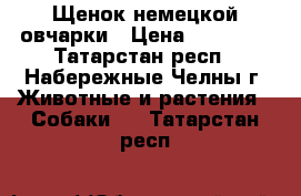 Щенок немецкой овчарки › Цена ­ 10 000 - Татарстан респ., Набережные Челны г. Животные и растения » Собаки   . Татарстан респ.